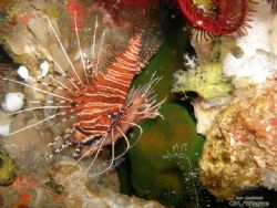 "Lion Fish" by Jun Quiblat 